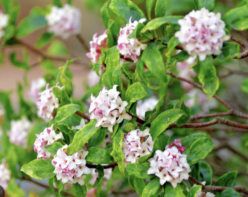 Daphne Shrub